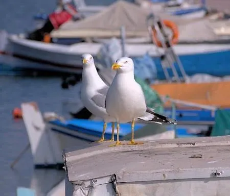Mailia Lagoon Βιβάρι