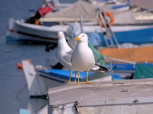 Mailia Lagoon Vivári